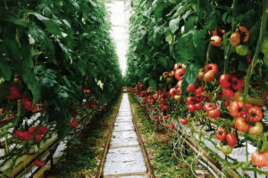 Šjora Pomidora – diplomiranih inženjeri agronomije nadziru cijeli proizvodni proces